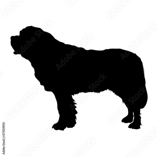 Photography Standing dog. Black silhouette St Bernard.