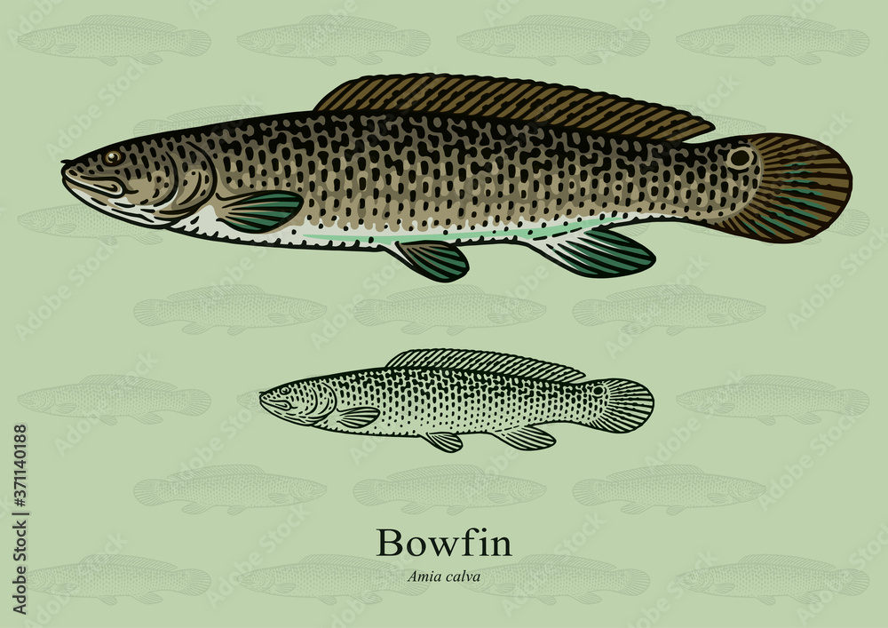 Obraz premium Bowfin. Vector illustration with refined details and optimized stroke that allows the image to be used in small sizes (in packaging design, decoration, educational graphics, etc.) 