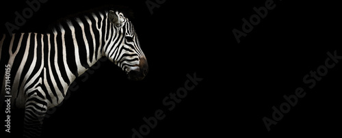 Zebra on a black background
