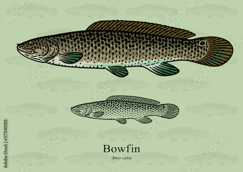 Bowfin. Vector illustration with refined details and optimized stroke that allows the image to be used in small sizes (in packaging design, decoration, educational graphics, etc.)
