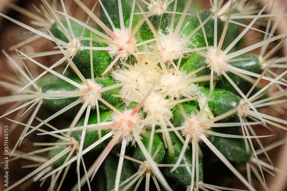 Sharp and spiny cactus macro Sharp and spiny cactus macro