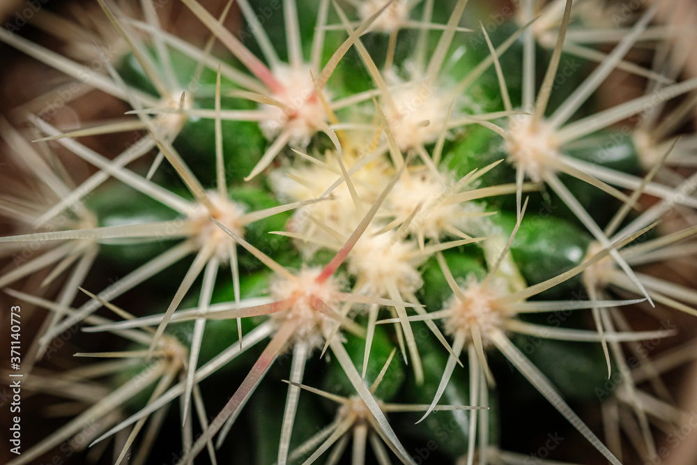 Sharp and spiny cactus macro with thorns in focus Sharp and spiny cactus macro with thorns in focus