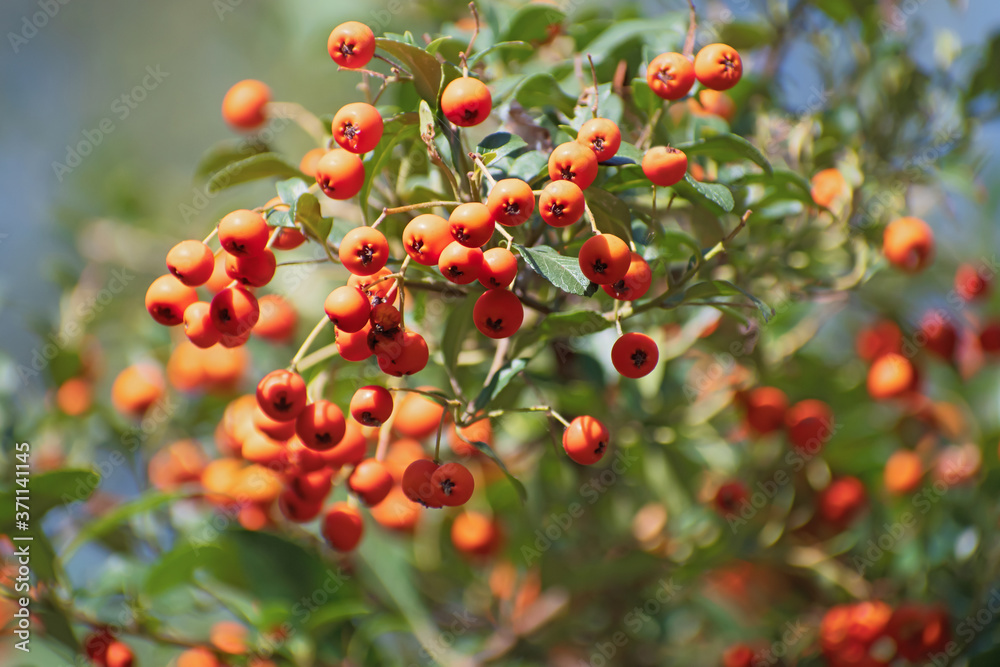 Obraz premium Rowan branch tree with bright orange berry