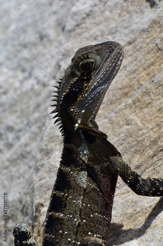 water dragon lizard