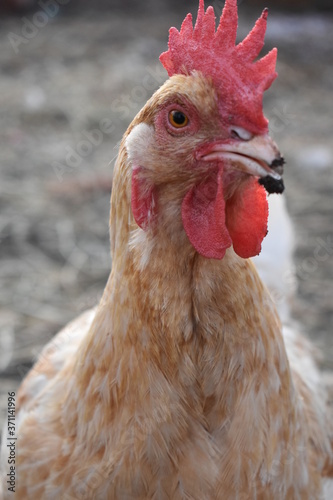 chicken hen