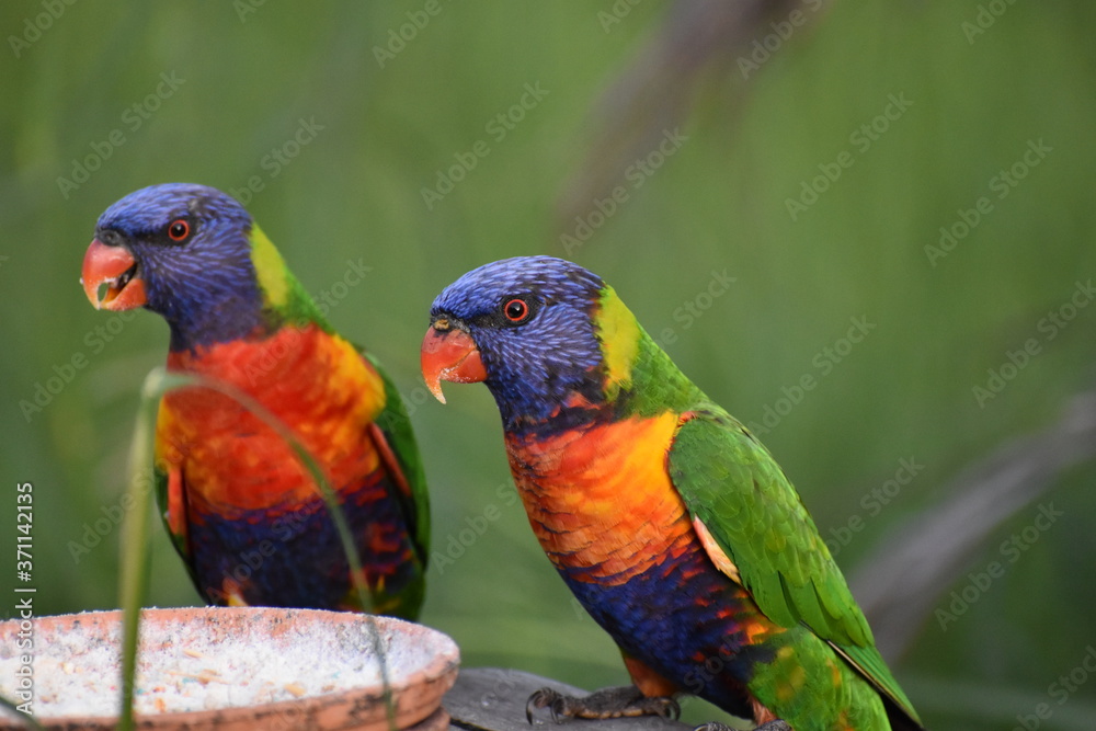 lorikeets