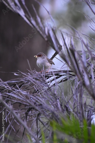 wren with a worm