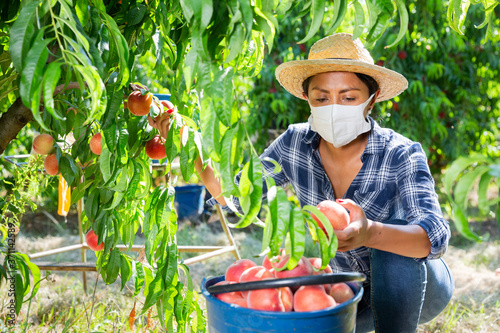 Woman in protective mask harvesting ripe peaches in orchard on sunny day