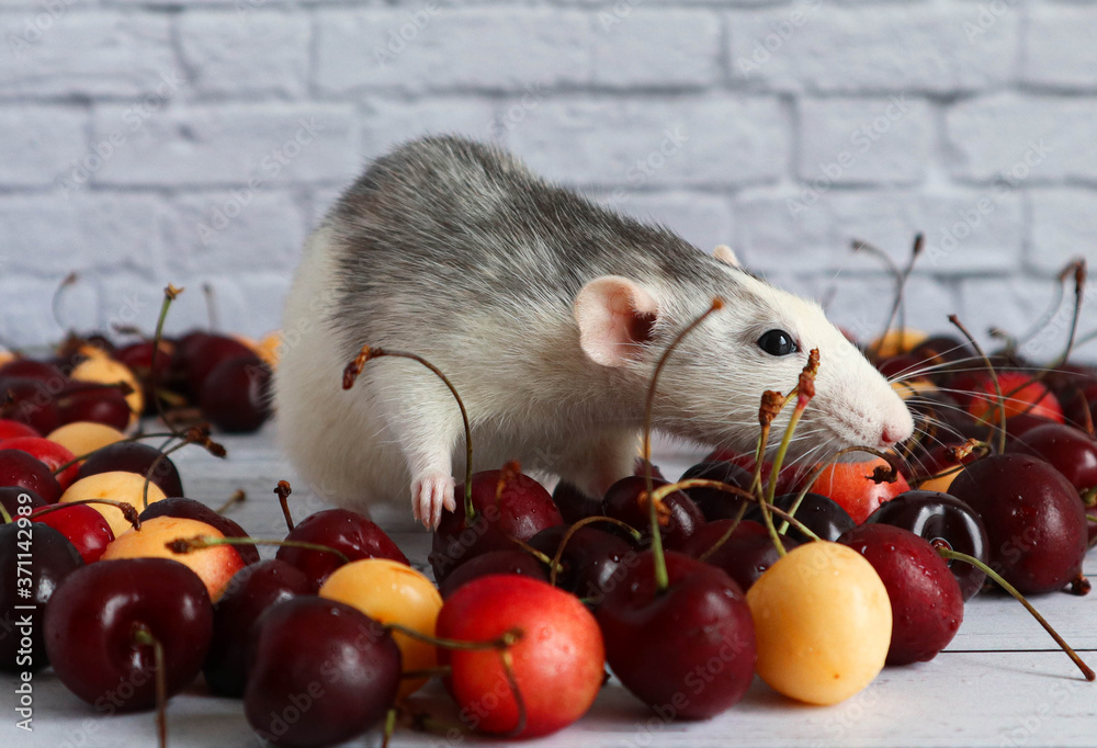 Obraz premium Decorative cute black and white rat sits in the center of a heap of ripe cherries. Red and yellow cherries are laid out in the shape of a heart. Close-up of a rodent on a white brick background.