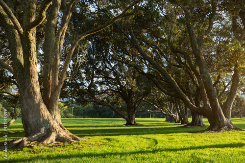 Big Pohutukawa trees with long shadows in the morning at Milford beach reserve, Auckland