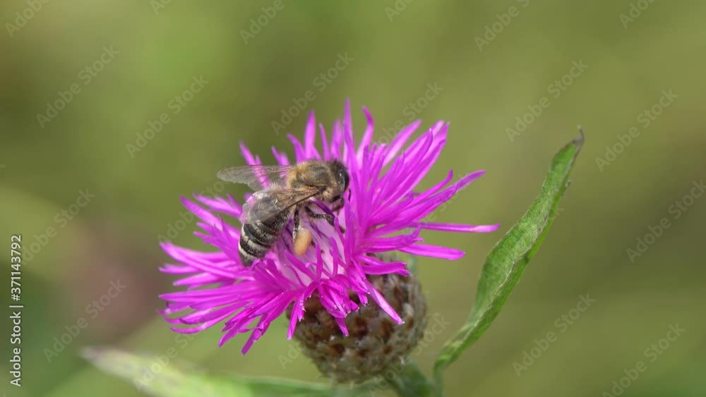 Bee collects nectar and pollen on a brown knapweed flower Bee collects nectar and pollen on a brown knapweed flower