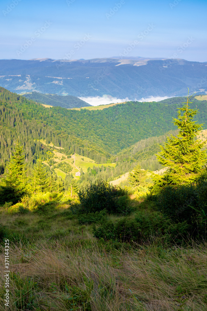 fir trees on the mountain meadow. wonderful morning scenery in summer. fog in the distant valley. exploring carpathians concept. blue cloudless sky