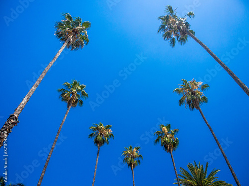 Palmen , Blauer Himmel