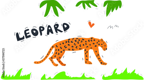 vector illustration of a leopard