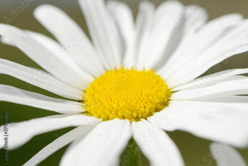 white marguerite flowering in the garden in summertime