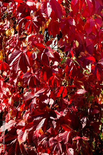 Background of red autumn leaves of maiden grapes.