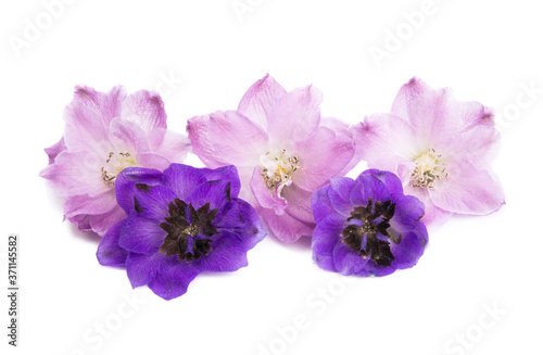 beautiful flowers delphinium isolated