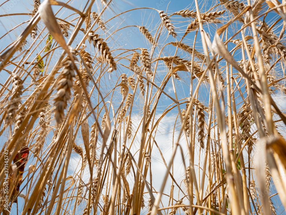 Fototapeta premium wheat field, bottom view. Blue sky over wheat field