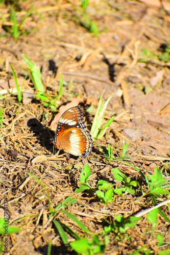 butterfly