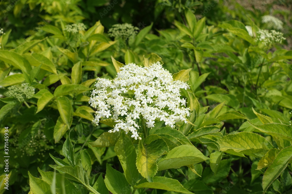 One corymb of white flowers of Sambucus nigra in May One corymb of white flowers of Sambucus nigra in May