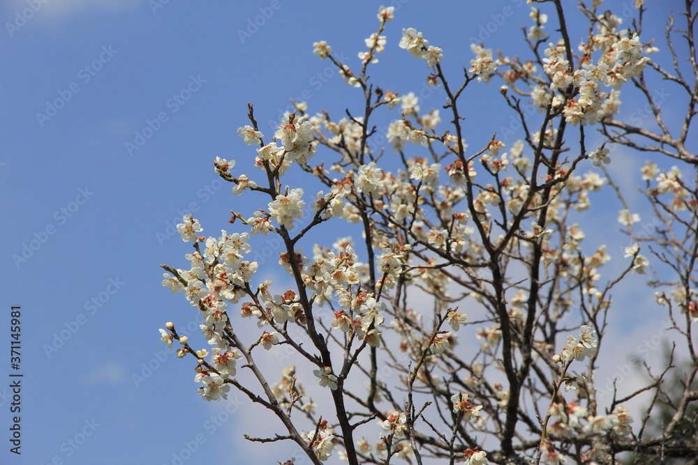 満開の白梅と青空