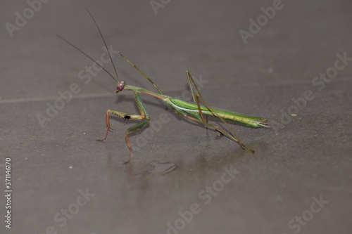 praying mantis