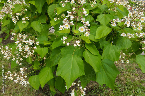 Green leaves and white flowers of catalpa tree in June photo