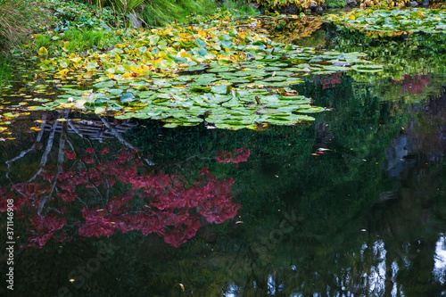 In pond reflected flowers