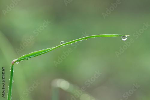 Soft focus grass with morning dew