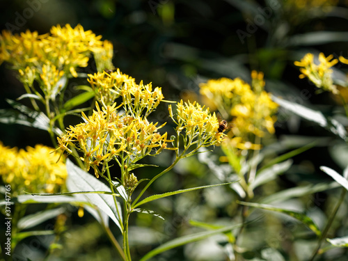 Solidago virgaurea - Solidage verge d or ou baguette d Aaron aux grappes de capitules florales jaune  au feuillage lanc  ol   et dent  