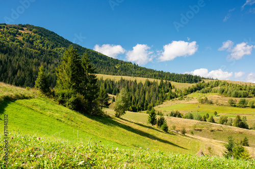 rural fields on a sunny autumn day. trees on the grassy hills. beautiful countryside scenery of carpathian mountains. fluffy clouds on the blue sky © Pellinni