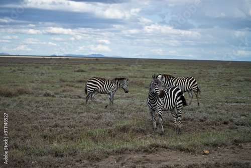 Zebras in the Serengeti  Tanzania