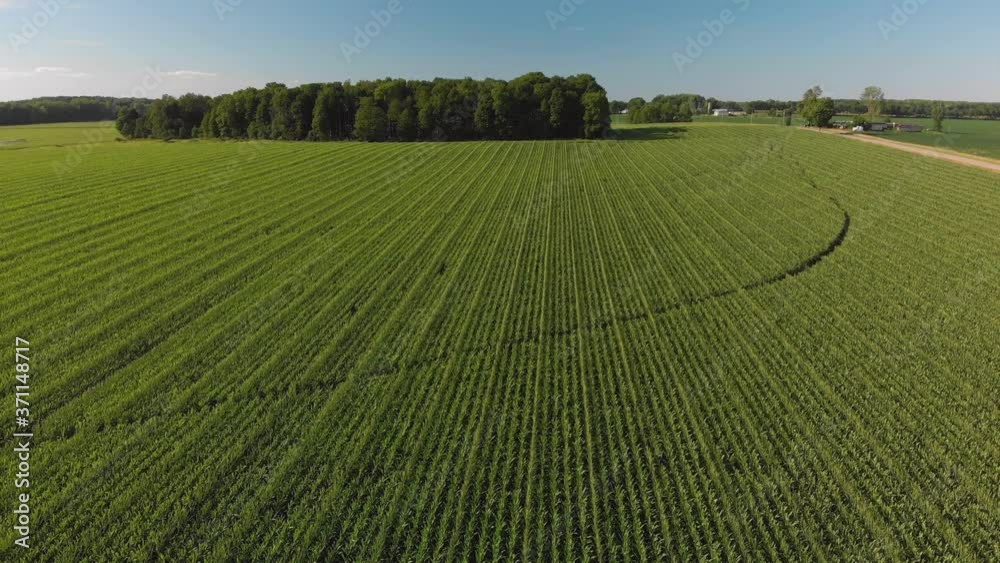 Sweet corn field , aerial view. Summer country landscape. Sweet corn field , aerial view. Summer country landscape.