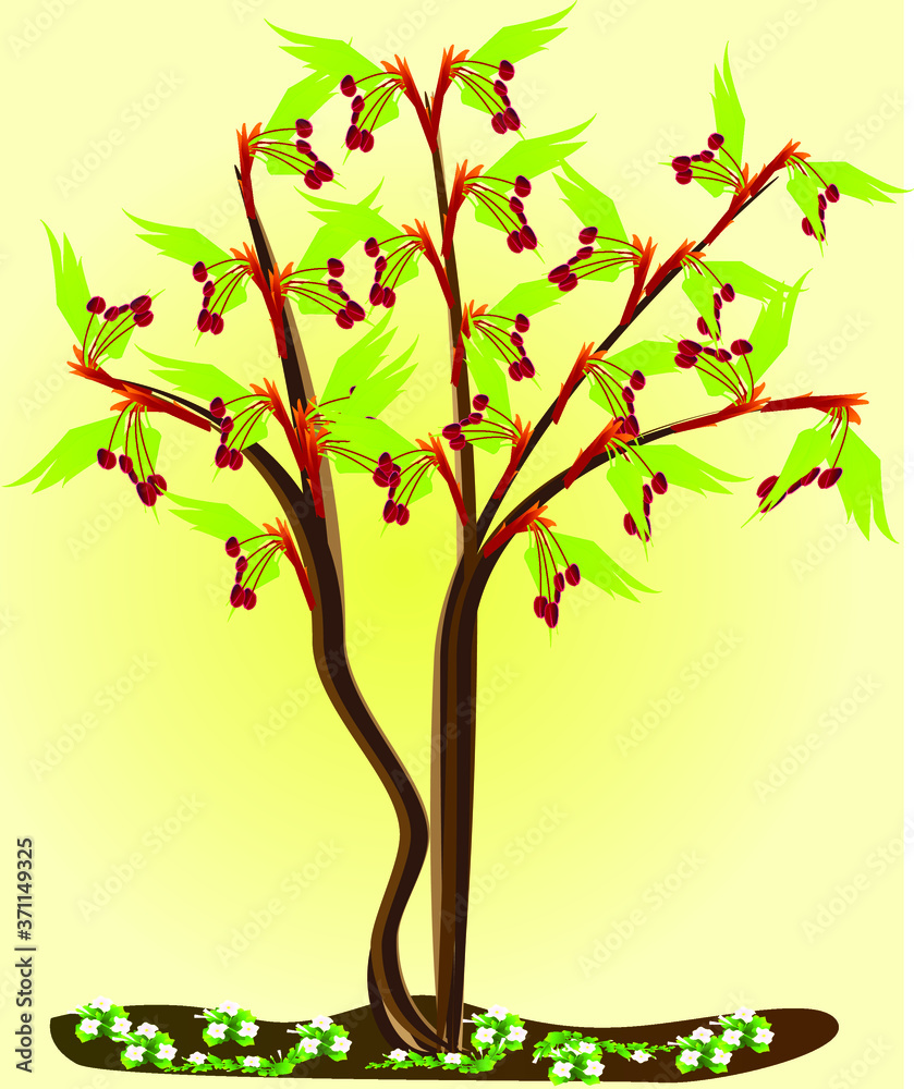 Obraz premium Acer palmatum bloom