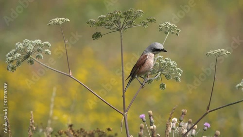 Red-backed Shrike (Lanius collurio). Adult Male Shrike sits on a branch of an umbelliferous plant and looks out for prey