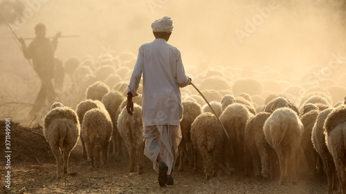 Shepard with a herd of sheep in the Thar Desert in Jaisalmer, India photo
