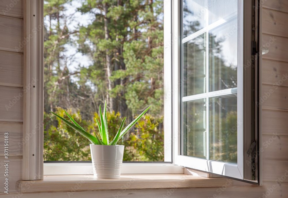 Fototapeta premium White window in a rustic wooden house overlooking the garden, pine forest. Aloe Vera in white pot on windowsill