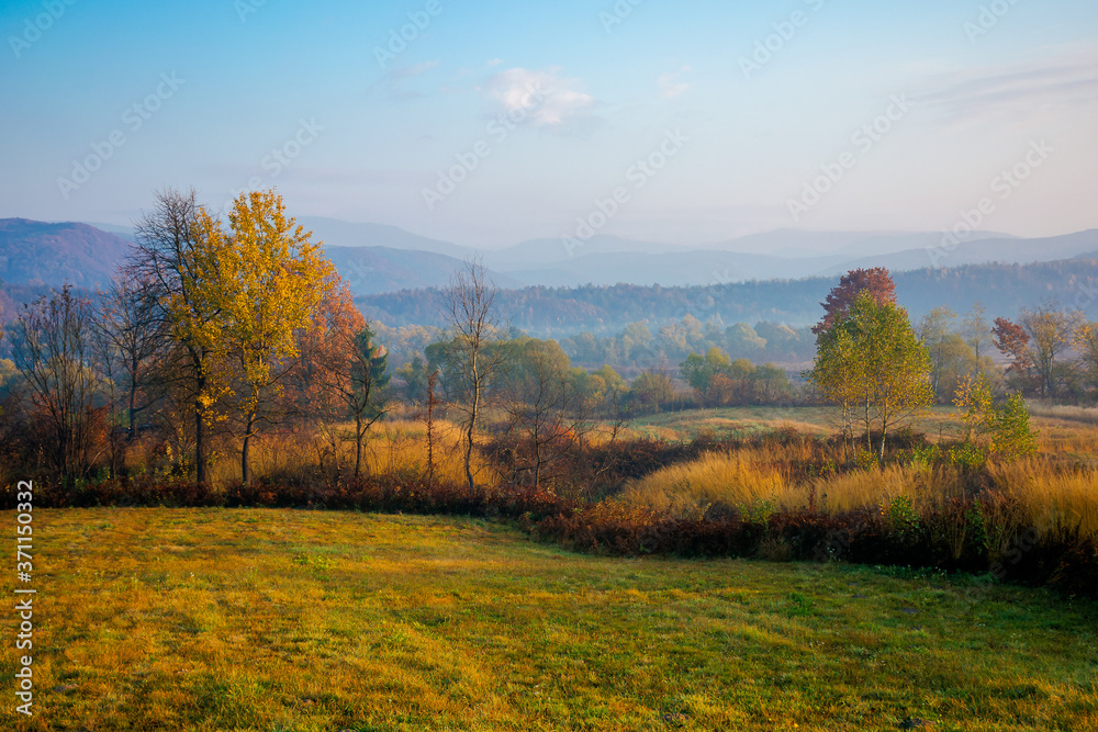 misty morning of mountainous countryside. rural landscape in autumn colors. trees on the fields in fall colors. distant mountains beneath a sky with clouds in morning light