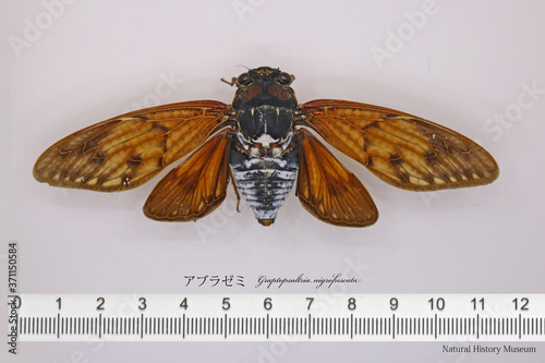 アブラゼミ開翅標本