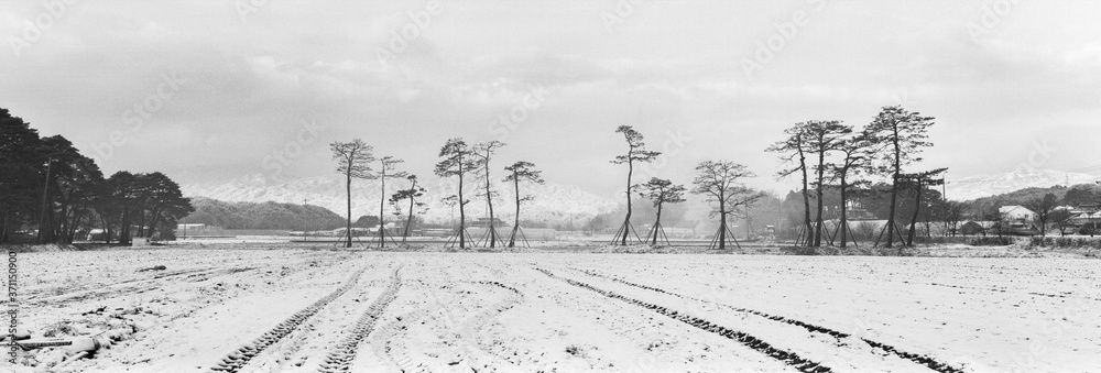 Fototapeta premium SOULSCAPE_Geumgang Pine