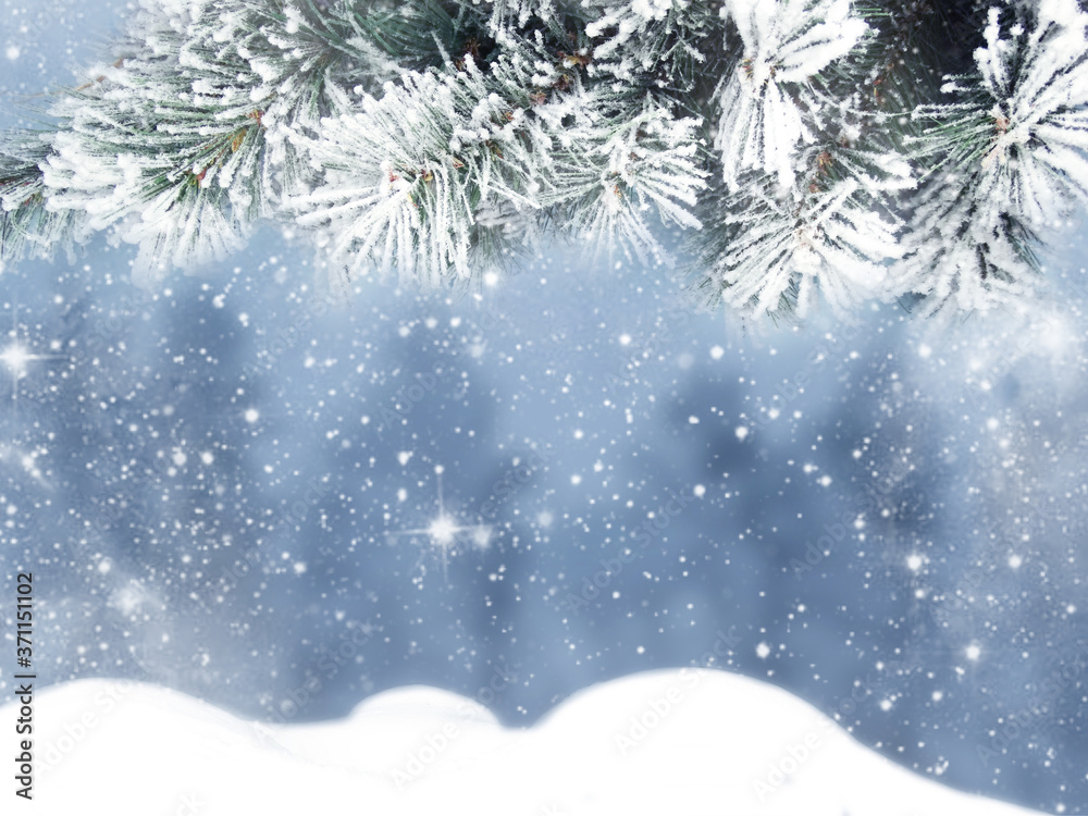 winter christmas background with snow and fir branches frame