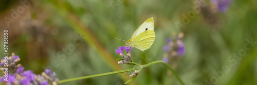 A pale clouded yellow butterfly.