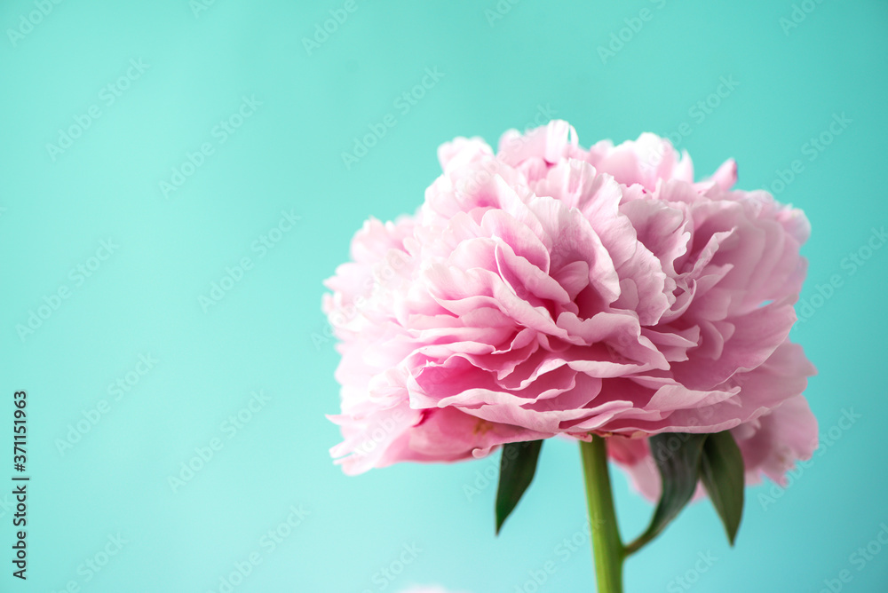 Wedding, birthday, anniversary bouquet. Pink peony flower on blue background. Copy space. Trendy pastel floral composition. Woman day, Mother's day. Macro of peonies flowers Wedding, birthday, anniversary bouquet. Pink peony flower on blue background. Copy space. Trendy pastel floral composition. Woman day, Mother's day. Macro of peonies flowers