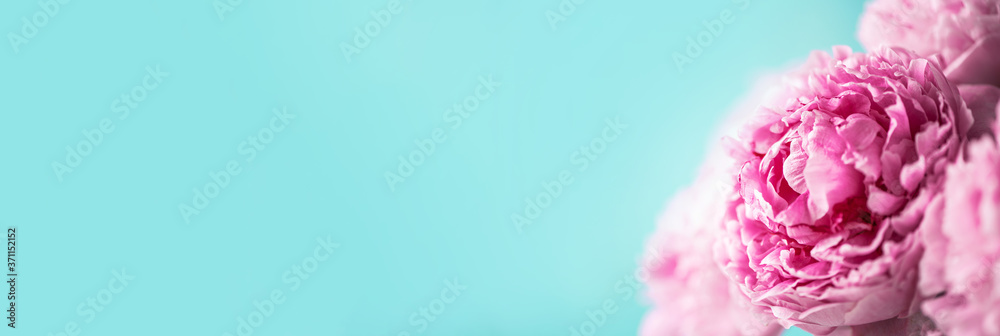 Pink peony flower on blue background. Copy space. Floral composition. Wedding, birthday, anniversary bouquet. Woman day, Mother's day. Macro of peonies flowers Pink peony flower on blue background. Copy space. Floral composition. Wedding, birthday, anniversary bouquet. Woman day, Mother's day. Macro of peonies flowers