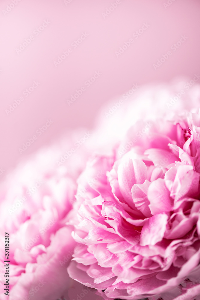 Pink peony flower on pastel background. Copy space. Floral composition. Wedding, birthday, anniversary bouquet. Woman day, Mother's day. Macro of peonies flowers Pink peony flower on pastel background. Copy space. Floral composition. Wedding, birthday, anniversary bouquet. Woman day, Mother's day. Macro of peonies flowers