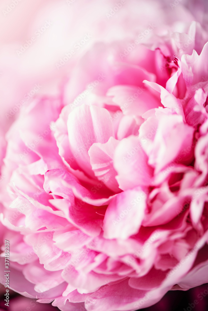 Fototapeta Wedding, birthday, anniversary bouquet. Pink peony flower on pastel background. Copy space. Trendy pastel floral composition. Woman day, Mother's day. Macro of peonies flowers