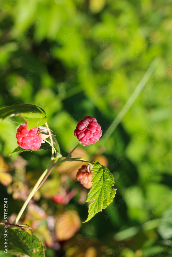Obraz premium A branch of forest raspberries with ripe red berries on a green background..