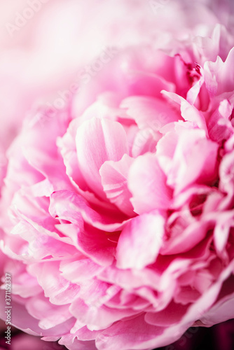 Wedding, birthday, anniversary bouquet. Pink peony flower on pastel background. Copy space. Trendy pastel floral composition. Woman day, Mother's day. Macro of peonies flowers © jchizhe