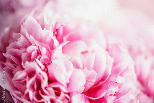 Pink peony flower on pastel background. Copy space. Floral composition. Wedding, birthday, anniversary bouquet. Woman day, Mother's day. Macro of peonies flowers