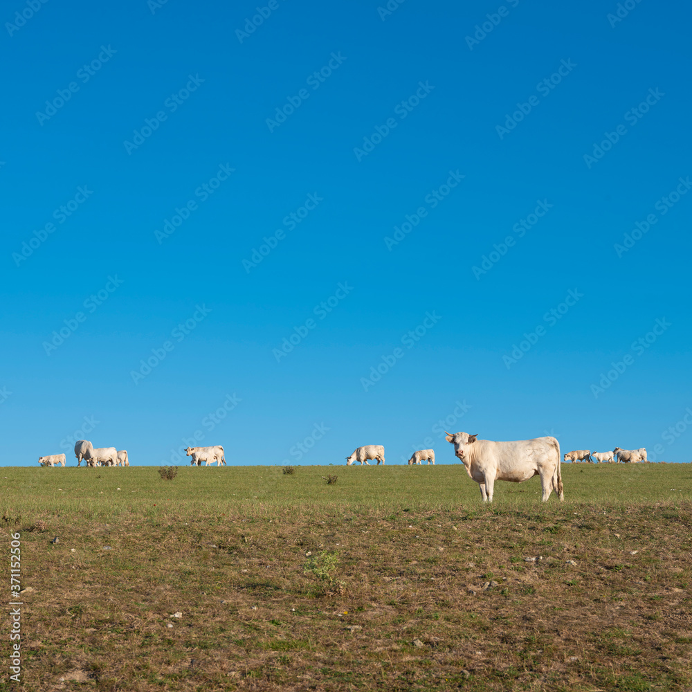 Fototapeta premium white cows in sunny green meadow under blue sky in france